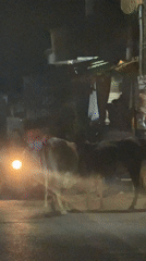 Cattle block nighttime traffic in Arambol, India streets