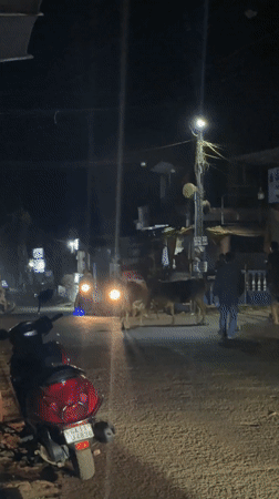 Cattle block nighttime traffic in Arambol, India streets