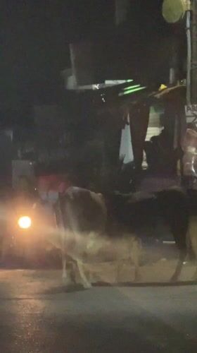Cattle block nighttime traffic in Arambol, India streets