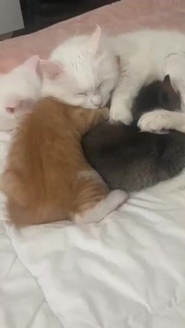 On a white textured surface that may be bedding, a white cat sleeps with its head toward the top right, nestled with an orange kitten to the left and a dark gray kitten in the center. The white cat's paws rest on the gray kitten. The light pink surface is visible behind the animals.