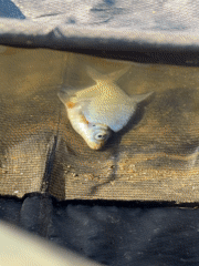 Angler fishes from shoreline in Chaykovsky, catches small fish