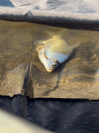 Angler fishes from shoreline in Chaykovsky, catches small fish