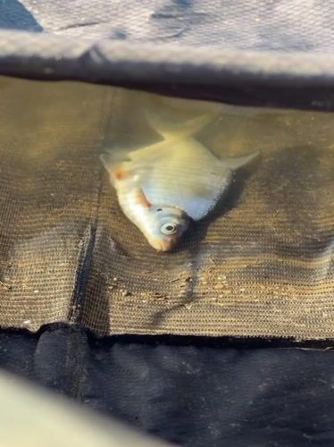 Angler fishes from shoreline in Chaykovsky, catches small fish