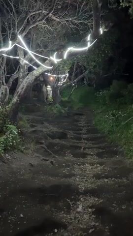 The video shows a stone path winding upwards through a wooded area at night. String lights are draped across the trees, casting a soft glow on the scene. The path is uneven and covered with debris, suggesting it is a natural trail rather than a paved walkway. The trees are dense and overgrown, with their branches reaching out over the path. The overall atmosphere is dark and mysterious, with the lights creating a whimsical, almost magical, ambiance. The faint sound of chanting or singing can be heard in the background.