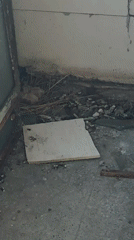 Pigeon nest with three hatchlings found on Burgas balcony