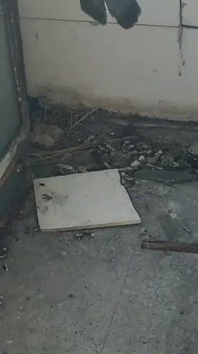 Pigeon nest with three hatchlings found on Burgas balcony