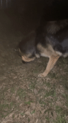 German Shepherd filmed barking at night in Russian grassland