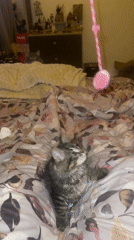 Cats play with toys, eat kibble in Marrakesh home