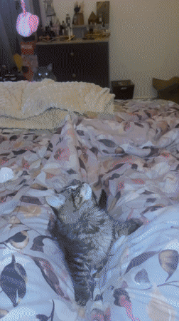 Cats play with toys, eat kibble in Marrakesh home