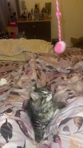 Cats play with toys, eat kibble in Marrakesh home