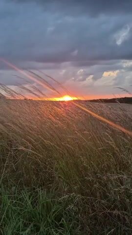 A video shows a field of tall grass with a sunset in the background. The sky is cloudy and gray, with rays of sunlight peeking through. The grass is golden and brown, and some of it is green. The sun is a bright orange ball on the horizon, and it is casting long shadows across the field. The video is filmed from a low angle, looking up at the sky.
