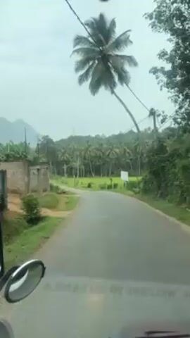 The video shows a car driving on a narrow road through a rural area. Palm trees line both sides of the road, and there is a rice paddy in the background. A mountain is visible in the distance. The sky is overcast. The car appears to be in Sri Lanka.