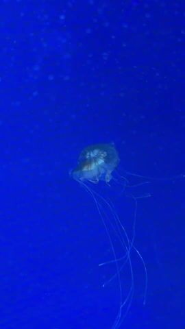 The video shows a jellyfish swimming in an aquarium with a bright blue background. There are small white particles floating in the water. The jellyfish has a translucent bell and long, thin tentacles.