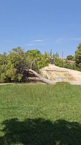A video shows a large pine tree that has fallen over in a park on a clear, sunny day. The tree lies horizontally across a grassy area, with its branches spread out. In the background, there is a concrete structure with graffiti on it, and more trees and buildings can be seen. The camera pans slightly to the left, showing more of the fallen tree and the surrounding park. The video is taken from a low angle, looking up towards the trees and the sky.