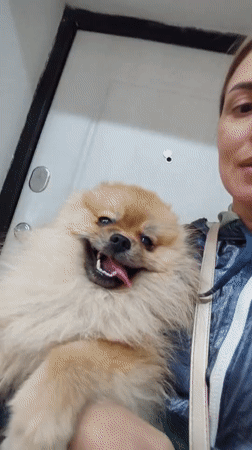 Pomeranian gets lots of love in Komsomolsk-on-Amur selfie session