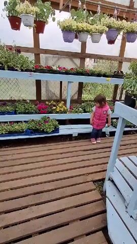 A small child walks through a greenhouse full of plants. The child is wearing a pink vest, jeans, and pink and white shoes. They are carrying a plastic water bottle. The child walks slowly and looks around at the plants. The greenhouse has wooden decking and rows of plants on shelves and hanging from the ceiling. The plants are a variety of colors, including red, yellow, purple, and white. The video is taken from a slightly low angle.