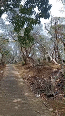 Exploring an overgrown, abandoned rural site in Sumbersekar