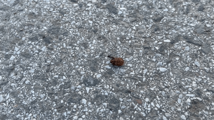 Beetle found motionless on asphalt in Burgas, Bulgaria