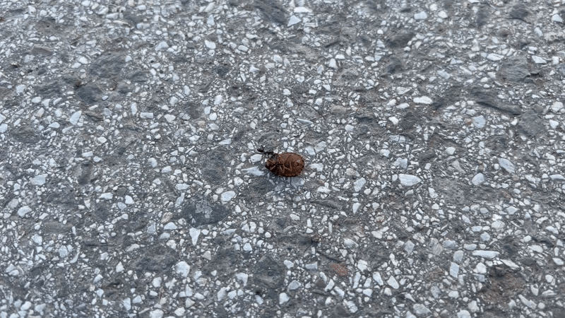Beetle found motionless on asphalt in Burgas, Bulgaria