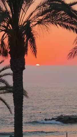 The video shows a sunset over the ocean, framed by palm trees. The sun is a small orange circle just above the horizon, partially obscured by a thin layer of clouds or haze. The sky is a vibrant gradient of orange and pink. The ocean is calm, with gentle waves rolling towards a rocky shore. The silhouette of a palm tree is prominent in the foreground, with its fronds extending towards the top of the frame. Another palm tree is partially visible on the right side of the frame. There is a small buoy in the water. The overall scene is tranquil and picturesque.