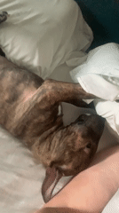 Brindle dog lounges, plays, and naps on a white bed in Kazan