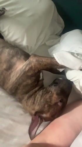 Brindle dog lounges, plays, and naps on a white bed in Kazan