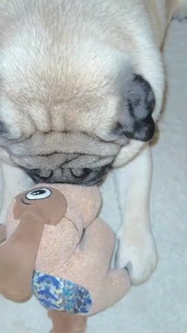A close-up shot shows a fawn pug playing with a stuffed toy. The pug's face is dominant in the frame, with its dark muzzle pressed against the toy. The toy is a light brown color with brown floppy ears and an embroidered eye. It appears to be wearing a small blue and white patterned cloth around its middle. The pug's front paws are on either side of the toy. The background is a light-colored, textured surface, possibly a rug. The lighting is indoor and soft.