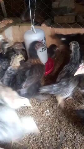 The video shows a group of chickens in an enclosure. There are several chickens of various colors, including white, black, and speckled brown and black. The chickens are clustered together, with some appearing to drink from a red water dispenser. The enclosure appears to be made of wood and wire mesh, with a dirt or sawdust floor. There is a light fixture hanging from the ceiling.