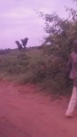 This is a video file filmed in Dukku, Nigeria. The scene depicts a dirt road next to a grassy area with scattered trees. The camera appears to be held at an angle, making the perspective tilted. The time of day seems to be either early morning or late afternoon, judging by the soft, diffused light and the purple hues in the sky. The weather appears to be clear, with a few faint clouds visible. There are no people or specific objects clearly identifiable in the video, aside from the natural landscape. The overall mood is peaceful and serene, capturing a quiet moment in a rural setting. There is no visible text in the video.
