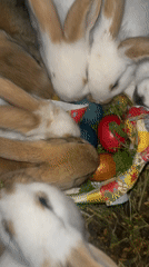 Easter celebration with rabbit and colored eggs in Lozarevo