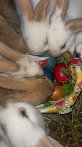 Easter celebration with rabbit and colored eggs in Lozarevo