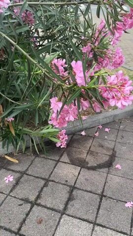 The video begins with a close-up of pink oleander flowers and their long, dark green leaves. The camera then pans to the right, revealing a paved walkway with a wet patch. Further to the right, the camera captures a cypress tree and other greenery. The video ends with a broader view of the flowers, leaves, and trees.