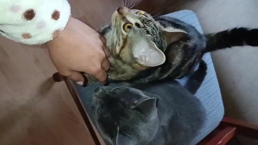 A high-angle shot depicts two cats relaxing on a blue chair. A tabby cat lies on top, while a gray cat with striking yellow eyes is situated beneath. A hand wearing a white and brown polka-dotted sleeve gently pets the gray cat's neck. The cats are indoors on a chair with a wooden frame, resting on a light-colored wooden floor.