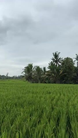 The video shows a field of tall, green rice plants swaying in the breeze under a cloudy sky. There are clumps of palm trees and other greenery scattered throughout the field and in the distance. The overall impression is one of a lush, agricultural landscape on a somewhat overcast day.