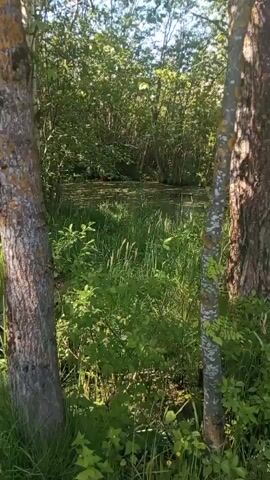 The video displays a lush, green natural scene in what appears to be a forest or woodland area. Tall trees with visible bark and foliage dominate the foreground and background, creating a dense, verdant environment. In the center of the frame, a body of still water, possibly a pond or a slow-moving stream, is visible, partially covered by aquatic plants or algae. The sunlight casts bright patches and shadows across the scene, suggesting a clear, sunny day. As the camera subtly pans, a small wooden plank or bridge becomes visible on the left side, nestled among the abundant greenery. No people or animals are seen, and there is no visible text. The setting evokes a peaceful, secluded natural space in Kommunar, Russia.
