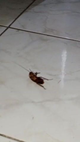 The video shows a cockroach lying on its back on a tiled floor. An orange broom is then used to flip the cockroach over. The cockroach is then swept away with the same broom.
