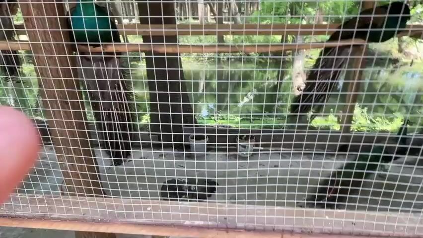 The video shows two peacocks inside a wooden cage. One peacock is on the left side of the cage, and the other is on the right. They are both perched on wooden beams inside the cage. Outside the cage, there is a pond and trees. The cage is made of a wooden frame and wire mesh.