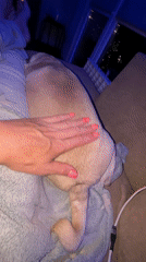 Quiet evening at home with pet pug in Sochi