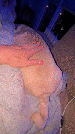 Quiet evening at home with pet pug in Sochi