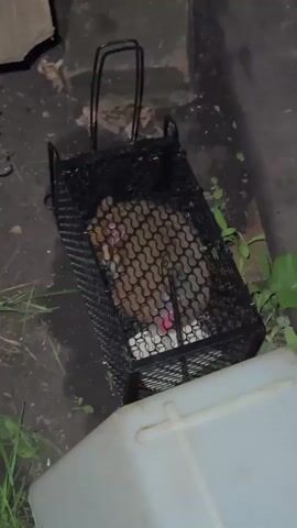 A small animal, possibly a rodent, is visible inside a black metal cage trap. The animal appears to have brown and white fur. The cage is placed outdoors on the ground, which is dark and appears to be soil or dirt. There is some green vegetation visible around the cage. A white plastic object is partially visible in the foreground. The lighting suggests it is nighttime or very low light conditions.