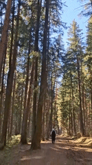 Forest activities documented near Votkinsk including walking, target practice
