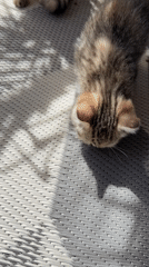 Kittens napping, grooming, and lounging around the house