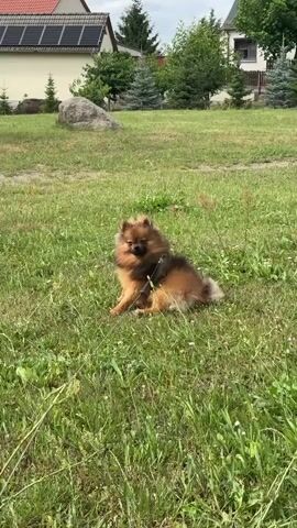 A small, fluffy dog is sitting on a patch of grass. The dog is light brown and tan in color, with a bushy tail. It is wearing a harness. The dog is looking towards the left of the frame, with its mouth open. The background consists of more grass, some trees, and houses. The sky is overcast.