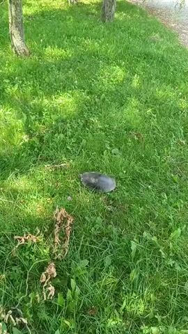 A turtle is shown in a grassy area. The turtle is dark in color and appears to be partially submerged in the grass. The surrounding environment is lush green grass with some small pink flowers scattered throughout. There are also some dry, brown leaves in the foreground. The sun is shining, casting shadows on the ground. The footage appears to be from a handheld camera, as there is some slight movement and shakiness.