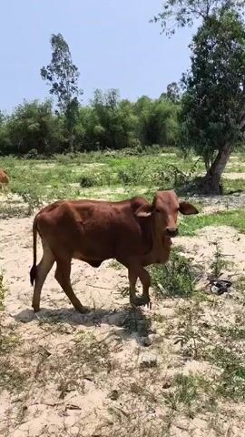 The video shows a brown calf grazing in a field. The field has sandy soil and sparse grass. There are trees and bamboo visible in the background. The sky is light blue. The calf walks around, lowers its head, and eats the grass.