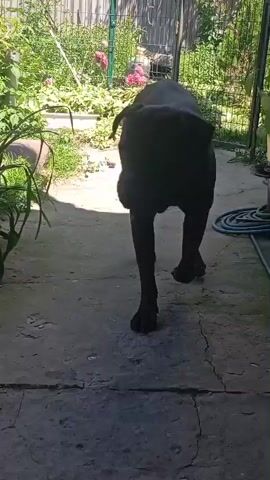 A black dog stands on a concrete patio in front of a fence and lush greenery. The dog is silhouetted against the bright sunlight, making its features indistinct. It is looking to the left, towards the foliage. The video is static and shows no interaction.