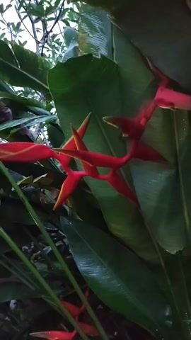 This is a close-up, vertical video of a heliconia flower in the foreground. The flower is red and yellow, with prominent green leaves in the background. The leaves appear wet, suggesting recent rain or high humidity. The lighting is dim, indicating it is likely early morning or late evening. There are no people or other visible objects in the frame. The video is static, with no movement or action.