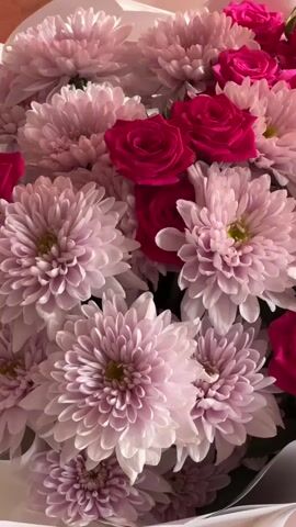 A close-up vertical video shows a bouquet of pink and magenta flowers. The flowers are a mix of chrysanthemums with many delicate petals and roses with fewer petals. The lighting appears to be natural, casting soft shadows and highlighting the texture of the flowers. The bouquet is wrapped in white paper at the bottom, suggesting it's a gift or for an event. The video is still with no discernible movement beyond slight shifts in light.