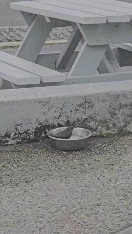 A bird is seen bathing in a metal bowl of water. The bird is dark-colored and appears to be fully submerged in the water up to its chest. The bowl is placed on a gravel surface, with a concrete barrier behind it. In the background, a light gray picnic table is visible, suggesting an outdoor setting, possibly a park or recreational area. The weather appears overcast, as indicated by the diffused light and the damp appearance of the concrete barrier. The scene is likely taking place in Tramore, Ireland, given the provided location context. There is no visible text in the media file.