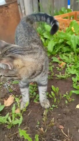 A tabby cat stands on the ground in a yard. The cat is in the center of the frame and is facing to the left. The cat opens its mouth wide, showing its tongue and teeth. The cat's tail is raised and curved. The background of the video shows green plants, dirt, and a wooden fence. There is also a bucket and a green plastic basket visible in the background. The video is in color and appears to be filmed outdoors in daylight.